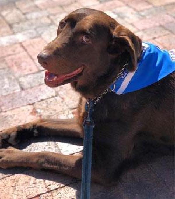 Cocoa, Creighton's Resident Therapy Dog