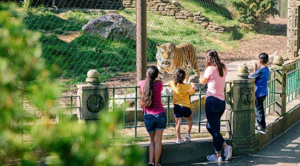 Tiger at Omaha Zoo